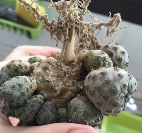  「不难」花店买的仙人球养不活？告诉你原因，下次长点心，仙人球并不难养