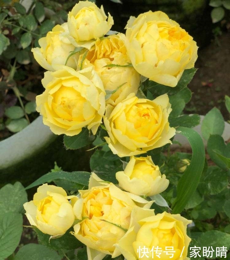 「有花赏」小阳台就养微月“四剑客”,只需养一盆,天天有花赏