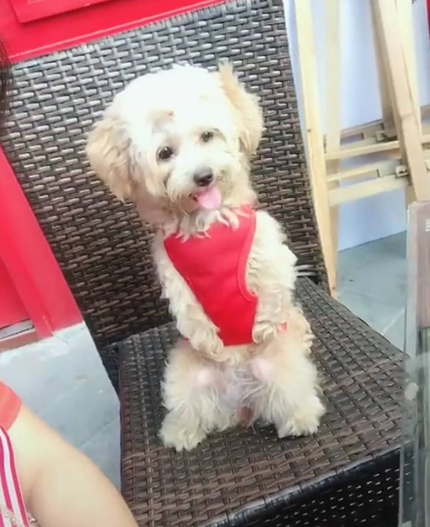 泰迪天生残疾只会用后腿走路,女孩贴心照顾,却