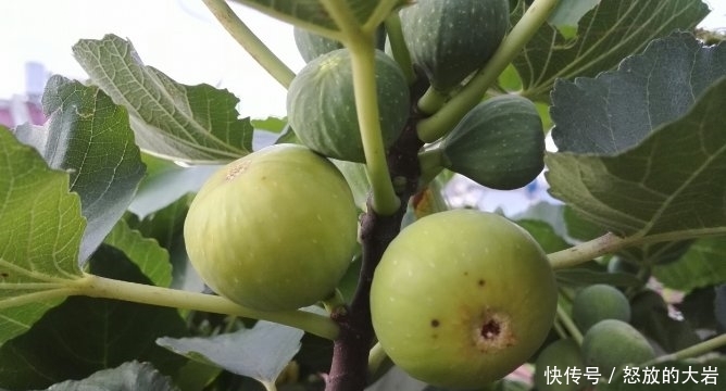 『楼顶』别人养花,她却种一楼顶菜,多得吃不完都送邻居了!