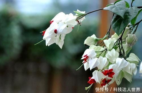 『龙吐珠』三种十分罕见的花,山麦冬、赛菊芋、龙吐珠,你见过几个?