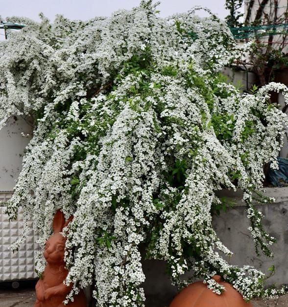  「植物」奇特植物之——喷雪花，繁花如白雪，耐寒耐热耐阴，南北方都在种