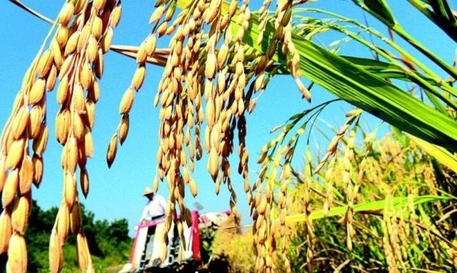 2019年粮食补贴新政策，补贴金额是多少？哪些人可获得专项补贴？