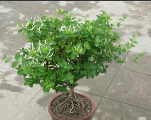  『枝条』金银花盆景要怎样修剪，才能更显苍劲古朴、自然优美！