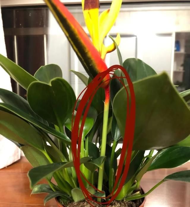  「家里」家里养盆镇宅花,除煞气,保家宅,越养越旺家