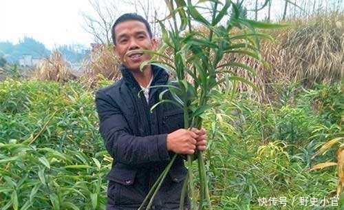  「农户」产地8元一斤，亩产4000斤，深山采挖一天赚300，农户为