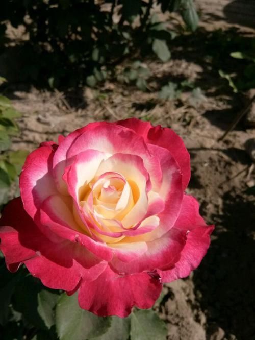  「开花」想要阳台成花海，不妨养这些花朵，好养易爆，关键开花绚丽多彩