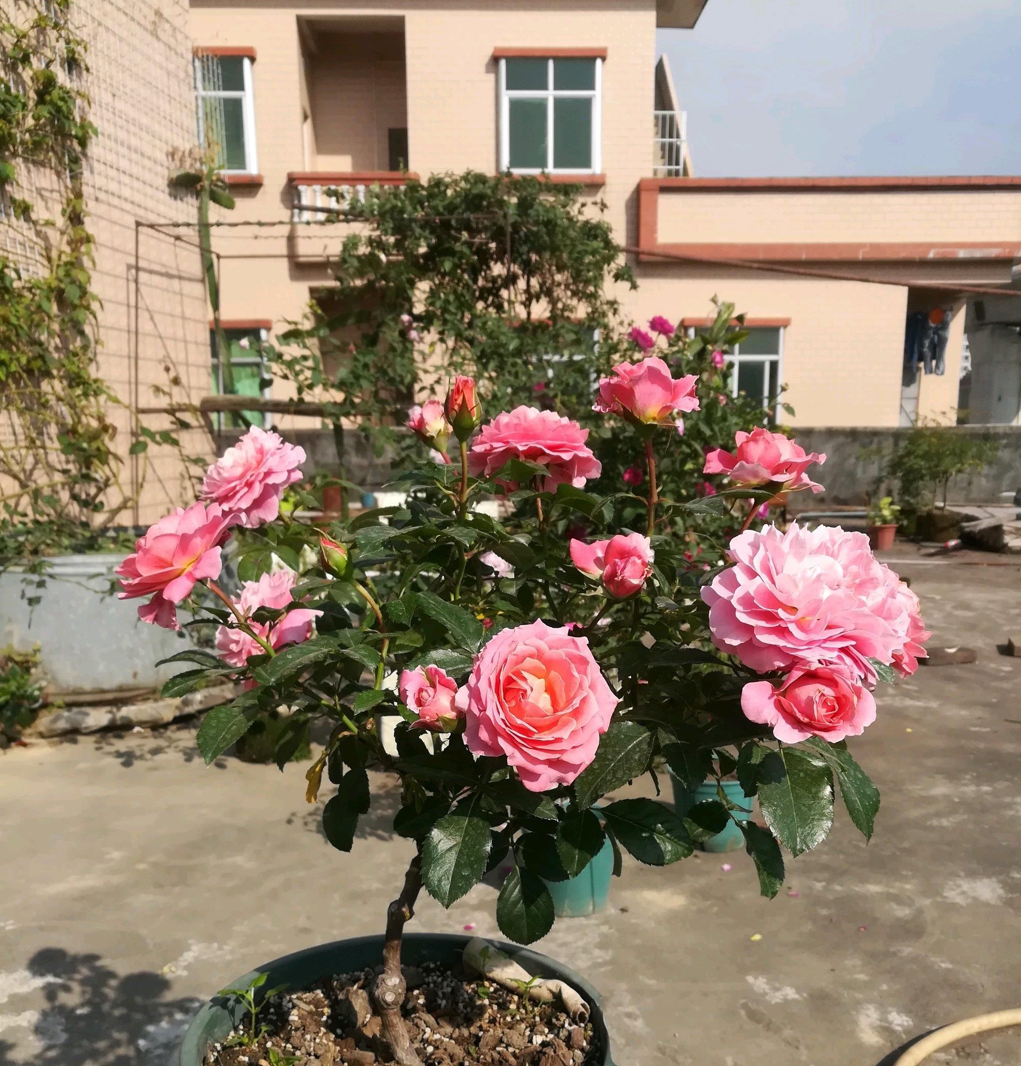「栽培」全年开花不停,美丽又芬芳,栽培容易,这种新型盆栽花,值得拥有