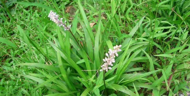  『根部』兰花和麦冬、菖蒲有啥不一样？