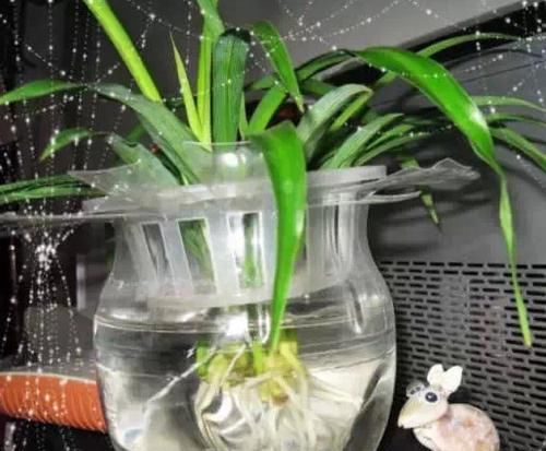  [废瓶]家里的废瓶别扔了，用来养花，蹭蹭冒出大白根，新叶呼呼长不停！