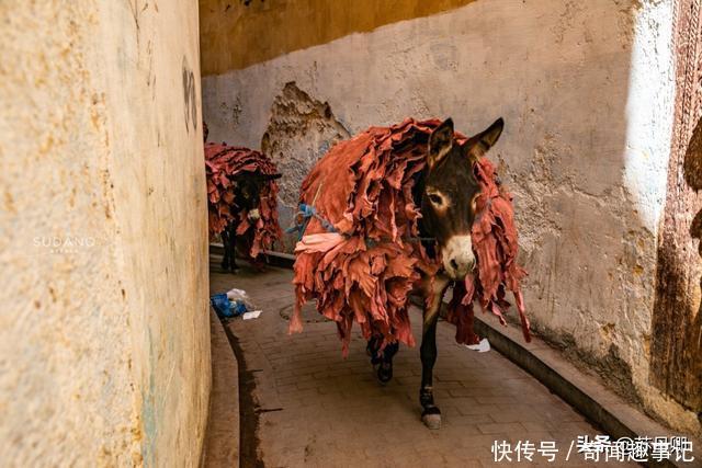 印度贱民才干这种又脏又累的活，却是摩洛哥千年手工艺，出口欧洲