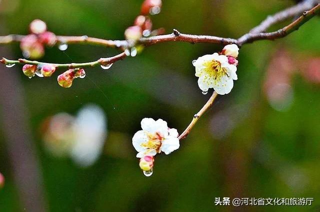  [春天]王母山春日美景图，每一帧都好看！