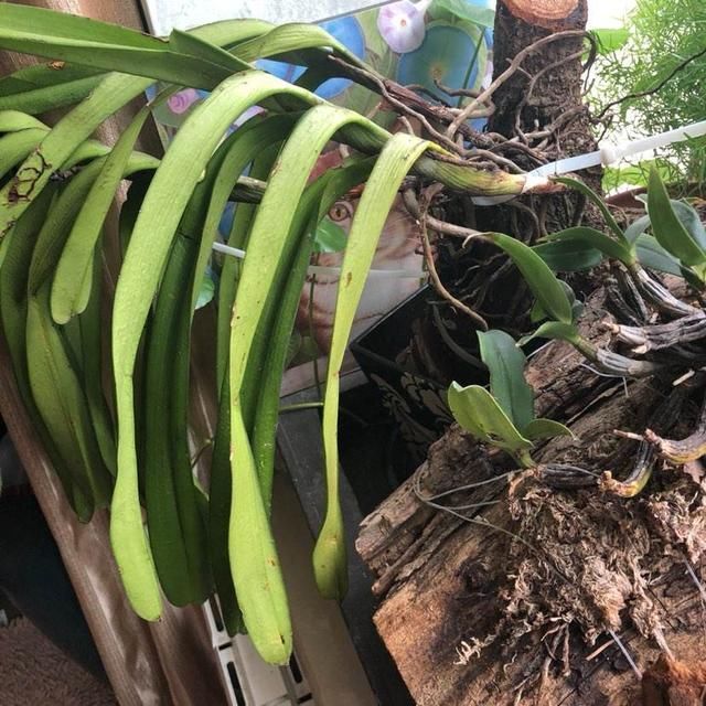 「蕨类植物」聪明人爱养的耐阴花,高贵不俗气,叶子长得跟油画似的