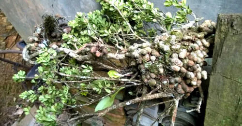  【漂亮】农村一种植物“树萝卜”，做盆栽漂亮，还是一种药材，