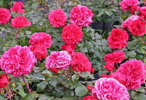  『耐寒性』在北方庭院养花，就选这两类花卉，花期长