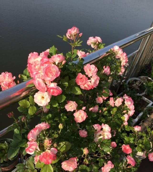  速度：生长速度最快的藤本花卉，漂亮又好养，一年长成花墙还能四季开花