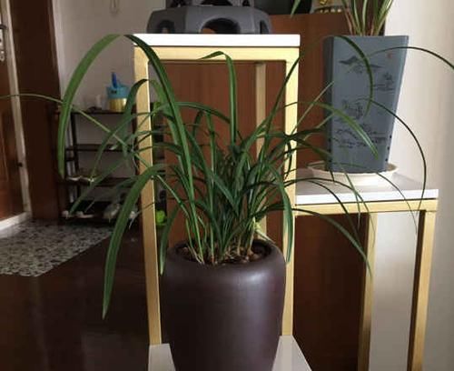  「些人可能」山上的兰花别乱挖，破坏环境和珍稀物种，小心违法了要坐牢！