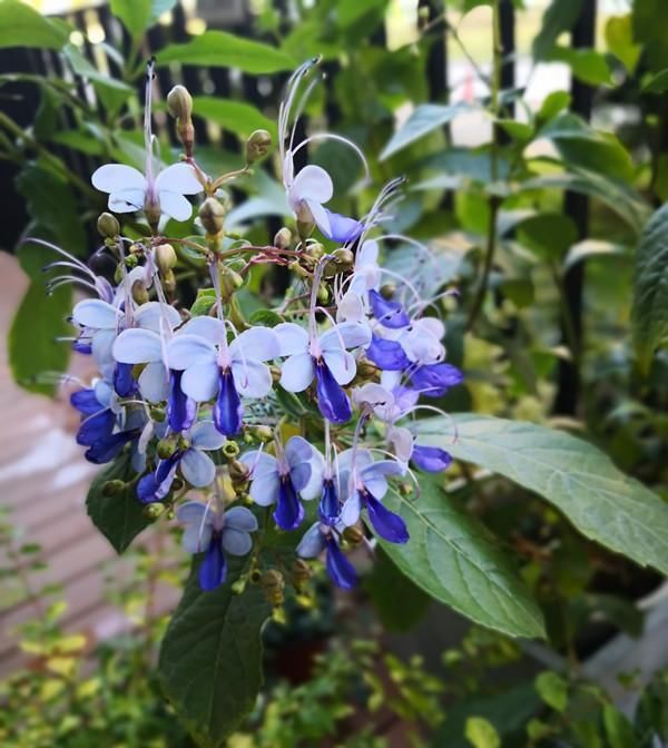  此种|此种新型观赏植物，花朵似蝴蝶，四季有花开，种植也很容易