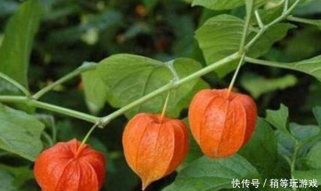 农村地里正在消失的零食，图2比甘蔗还甜，图4如今想找都困难！