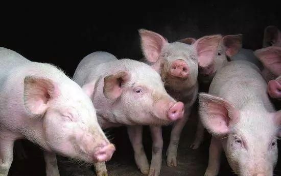  利润@为何近期很多人回农村养猪？养殖户：一头猪的利润是以前的