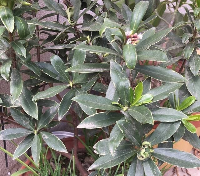  「种菜」在阳台花盆里种水果，果树下面种菜，收获好意外