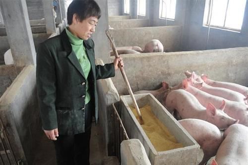  【环保要求】现在想在农村养猪，环保要求有多高？看完你就知道