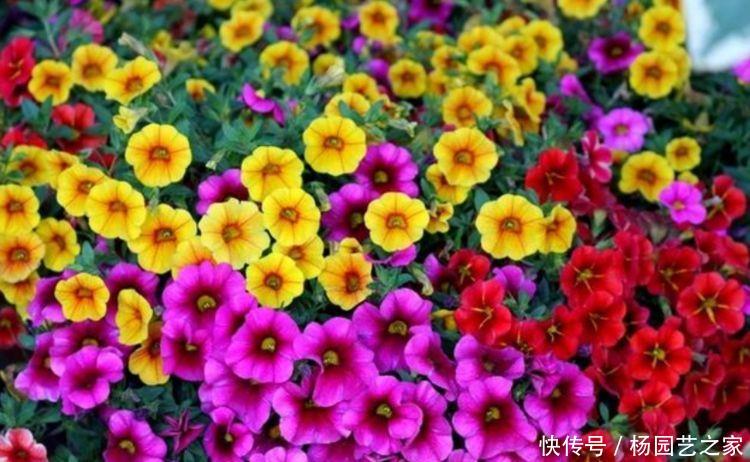  『漂亮』几种花界中的“女神”，漂亮好养开花多，长得旺喜爆盆，你养过吗