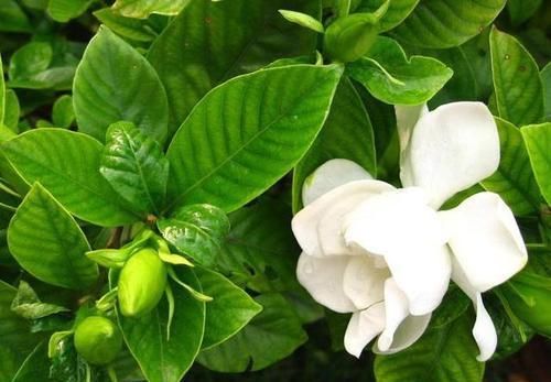 「栀子花的生」栀子花有“5忌”,难怪“花苞”哗哗掉,原来是“犯忌”了