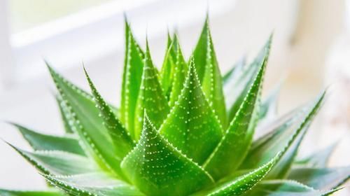  植物：这四种花没有这么娇贵，没有必要小心翼翼的献殷勤