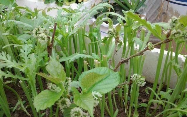 「营养」想要扦插的花卉,成活率高,就要多喂它生根粉末,简单易得营养足