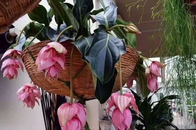  「叶花」看一眼就忘不了的“莲灯花”，叶花巴掌大，一朵花开150天也不谢