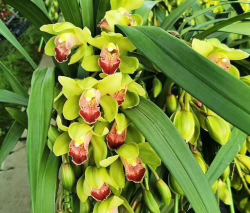  「芦头」养大花蕙兰就是要挤，越挤越容易开花爆盆，适当分株更健康