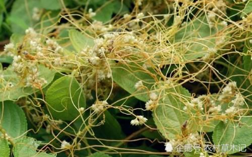  [除掉]此物常被农民除掉，殊不知，当今价值极高，你们认识吗？