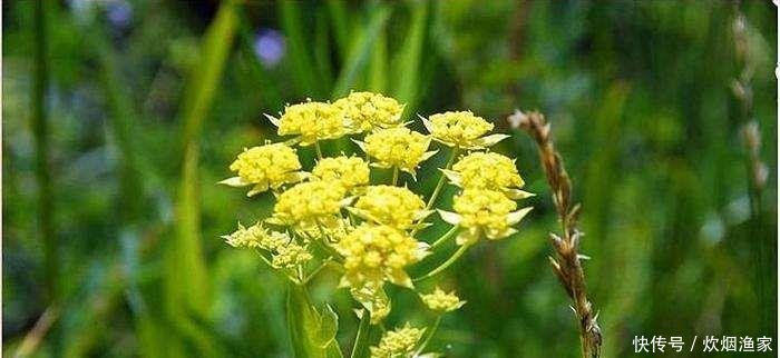  #种野生植物#野外这杂草，因外貌平平被忽视，却不知是极品中药，珍贵的很！