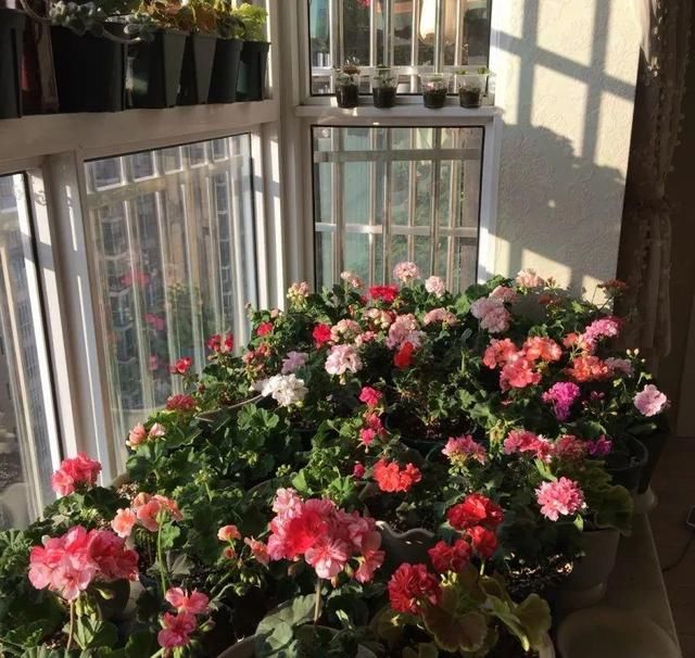  「球老师爱吃薄荷冰淇」封闭阳台养花，防盗窗有大用，1平米也能变花园！