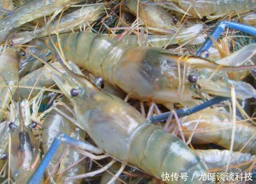  「喂养」农村大叔听信致富经，养淡水虾王，一斤40元，却亏了20