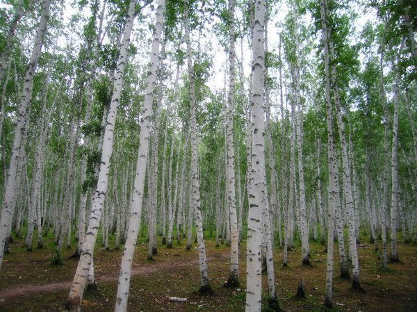 三大“世界之最”的树最贵、最硬、最毒,全都在中国!