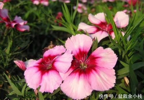 【石竹花】如果有院子,养上一片石竹花,皮实独特,夏天全是新鲜花