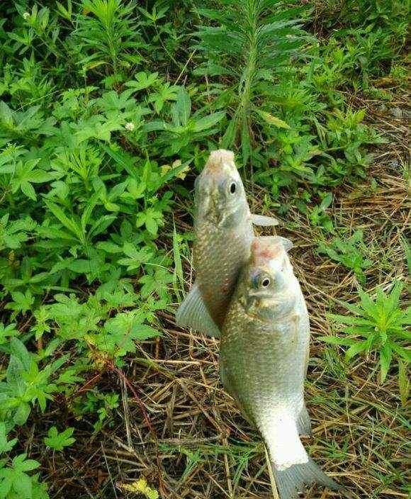  【夏季】夏季雨天钓鱼，切记这几种情况不宜出钓！