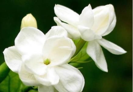  满屋子：此四款花，比绿萝好养，比兰花还香，花开一朵，满屋子香气！?