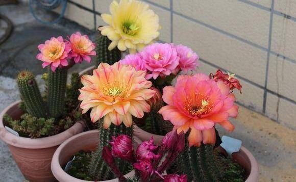  #仙人球的品种#仙人球养开花，花瓣寓意“幸运”，两个小要求，一下能开6朵花