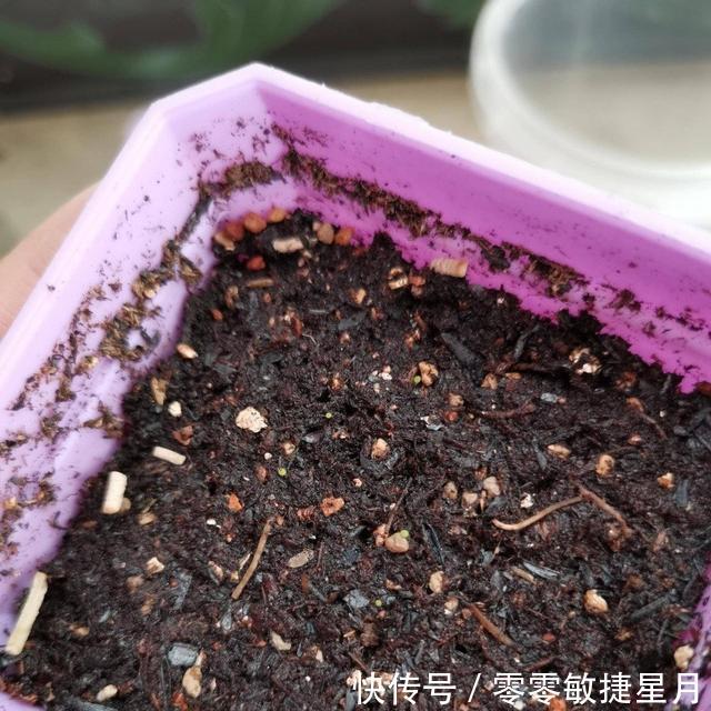 【时节】多肉在美好时节里尽情绽放吧!