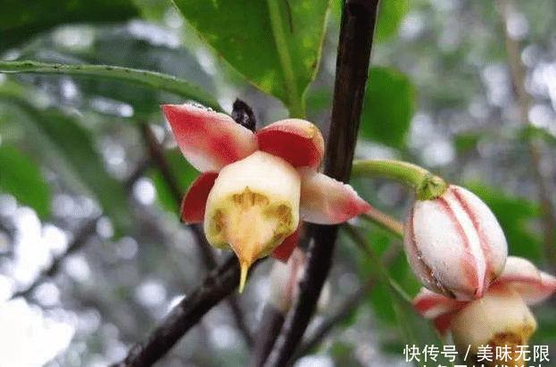  「小优」它长得像石榴，在野外很常见，如今是一种珍贵的药材，