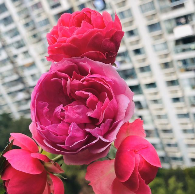 养护|3种花适合养在院子里,好养易活养护简单,开花量大一整片
