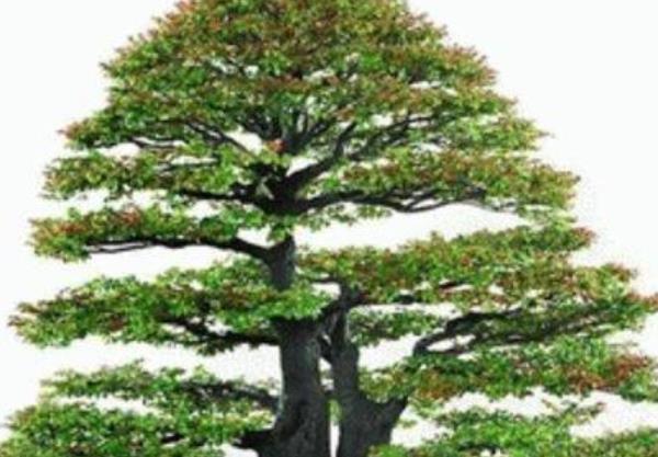  【平安树】这4种花自己养就好，家里的“财神爷”，尤其第三种，不要送人！