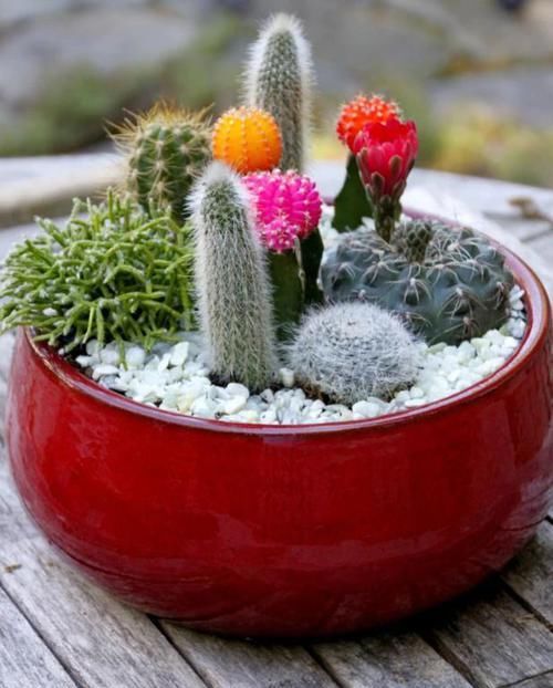 「植物」用花盆布置一个沙漠植物景观,几种仙人掌、大戟科植物少不