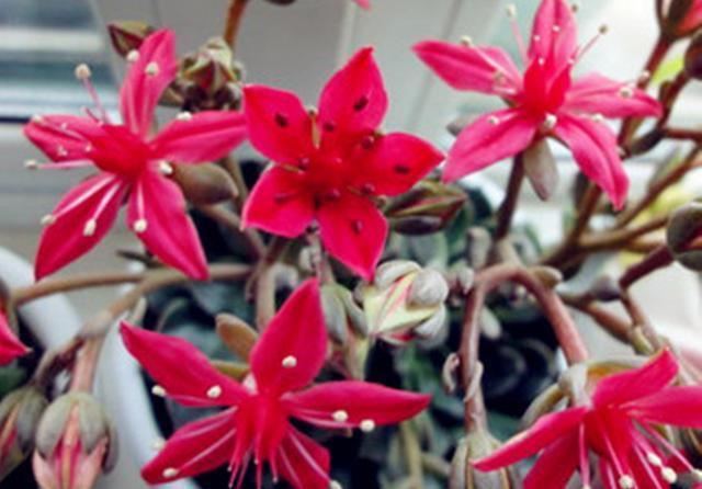『品种』多肉中的冷门老品种,看过它开花后才知道,原来是“花仙子”