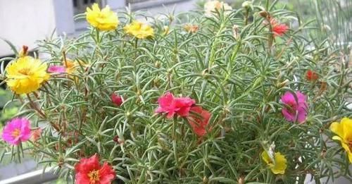 「高温」这“2种”花,高温天也能“花开不断”,让你整个夏天都有花可赏