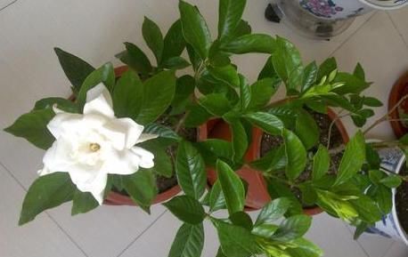  #扦插#如何提高植物的扦插成活率？用上1个雪碧瓶子，水培1周就生根