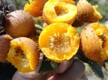 农民种植这种野果，20元一斤，亩赚2万多元